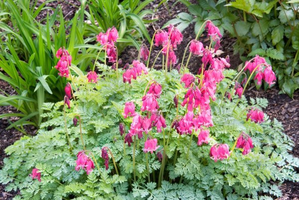 Dicentra spectabilis ima puno narodnih imena 