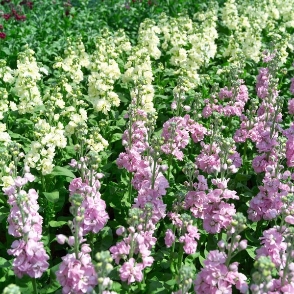 Matthiole/ljubičine