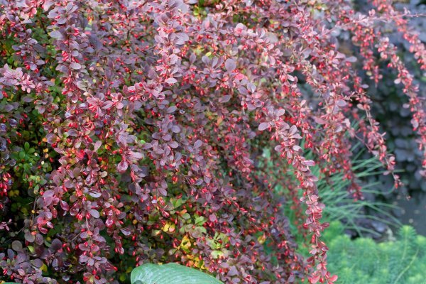 Thunbergova žutika (Berberis thunbergii)