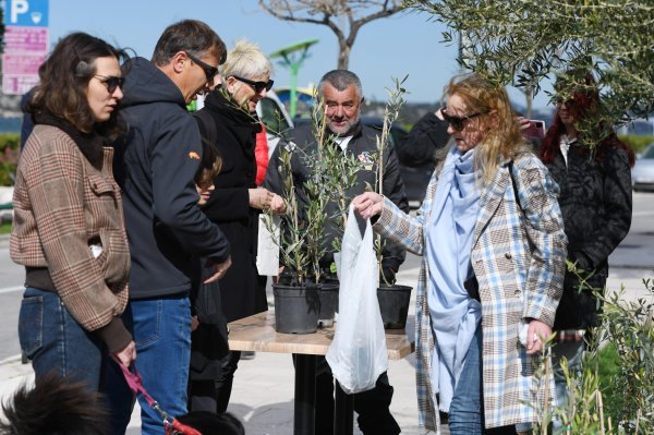 Povodom 100. rođendana  velike hrvatske pjesnikinje Vesne Parun Županijski radio Šibenik podijelio je svojim sugrađanima 100 sadnica maslina