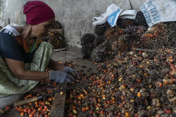 Proizvodnja palmina ulja