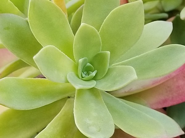 Honor Magic4 Lite primjeri fotografija