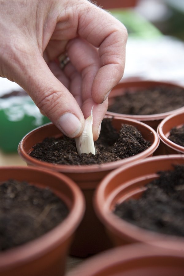 Za uzgoj češnjaka u zatvorenom prostoru, posadite tri ili četiri češnja u posudu napunjenu zemljom za lonce