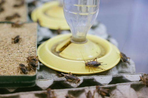 Cvrčke hrani isključivo proteinima biljnog porijekla