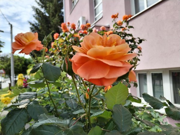 Honor X8 primjeri fotografija