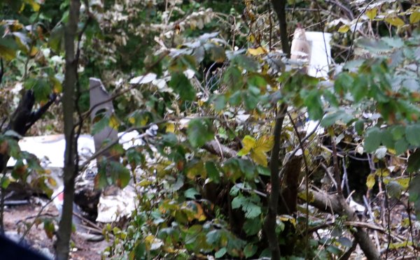 Mjesto pada aviona nalazi se na nepristupačnom šumovitom terenu