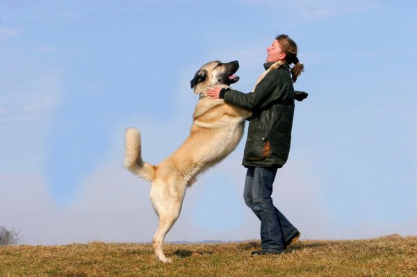 Kangal / Ilustrativna fotografija