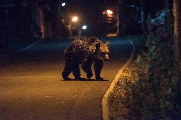 Od danas više ne vrijedi polica osiguranja u slučaju naleta vozilom na divljač na cesti