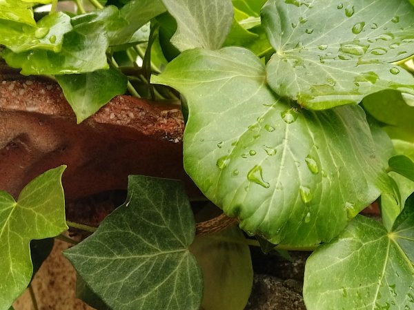 Nokia G11 primjeri fotografija