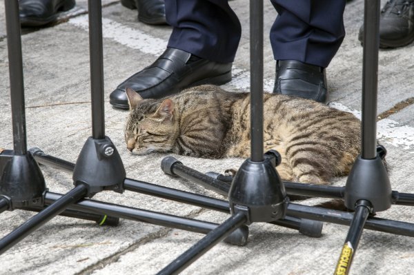 Plenković i maca