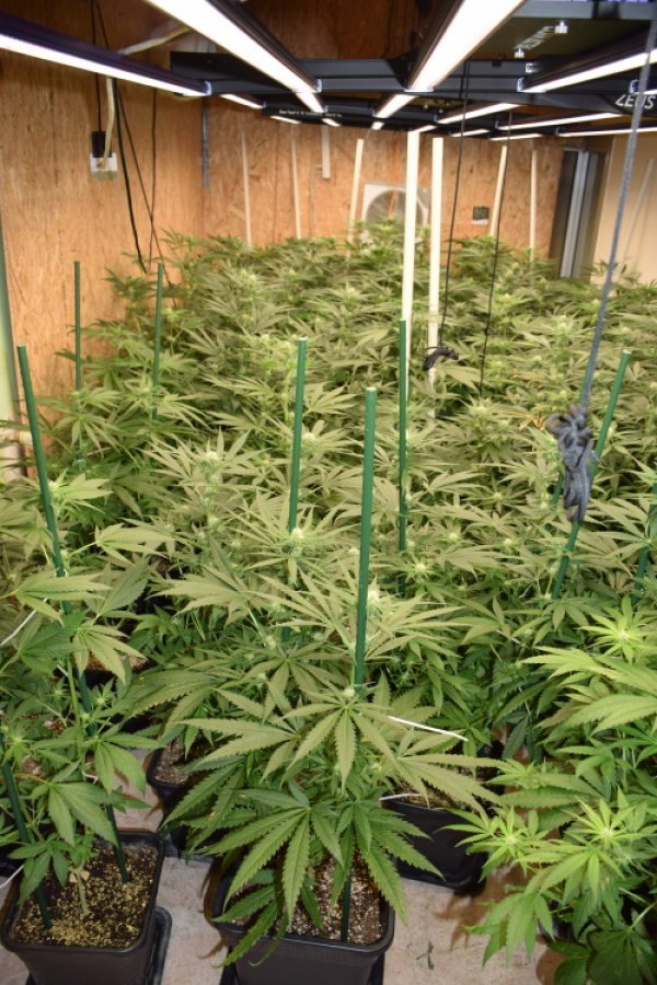 Laboratorij za uzgoj marihuane