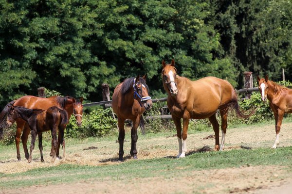 OPG Rebić ima 15-ak konja, uglavnom arapske i engleske punokrvne pasmine