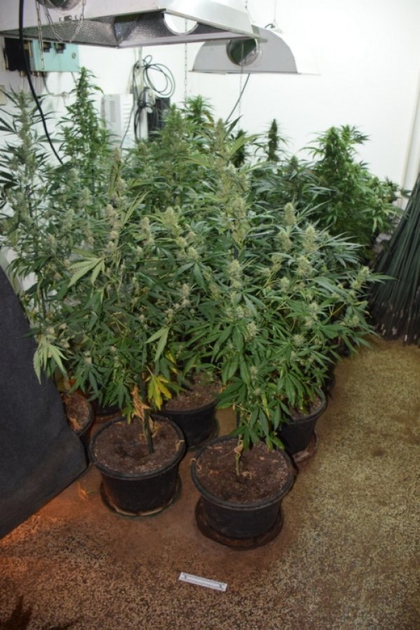 Zapljena droge u Zagrebu