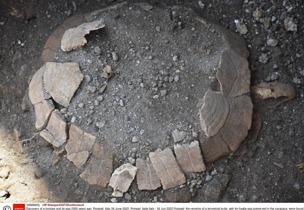 Kornjača pronađena u Pompejima