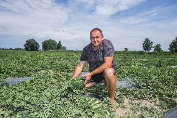 Predrag Tomašević, uzgajivač lubenica u Baranji