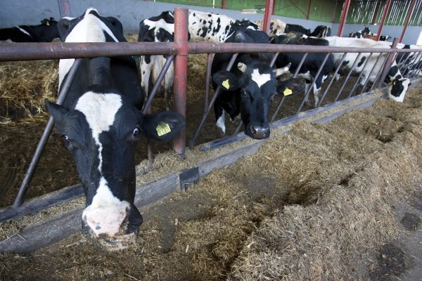 Krave muzare, proizvodnja mlijeka