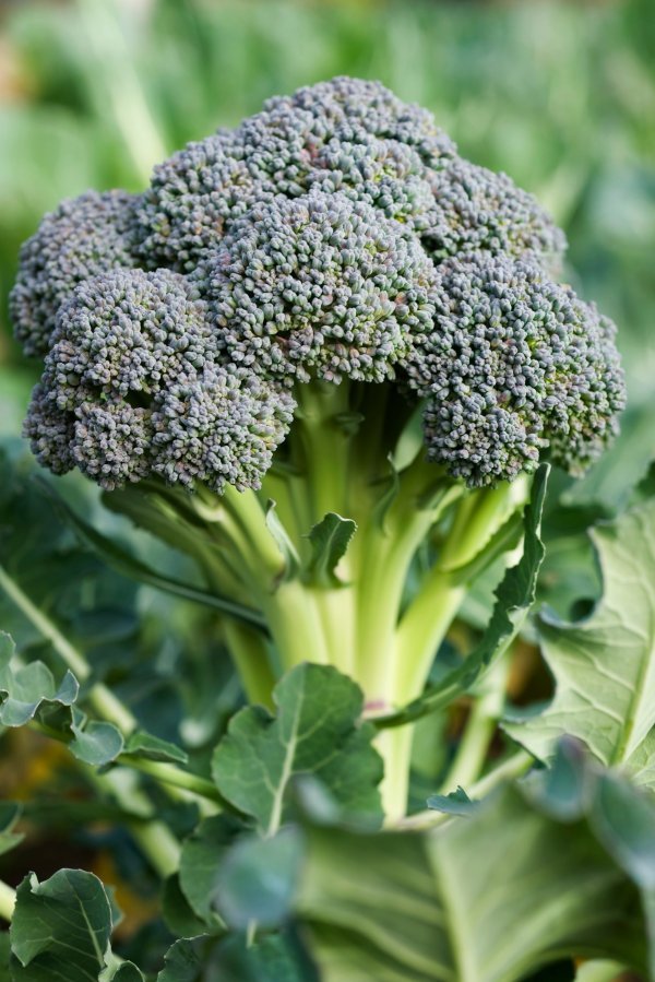 Brokula najbolje raste po hladnom vremenu
