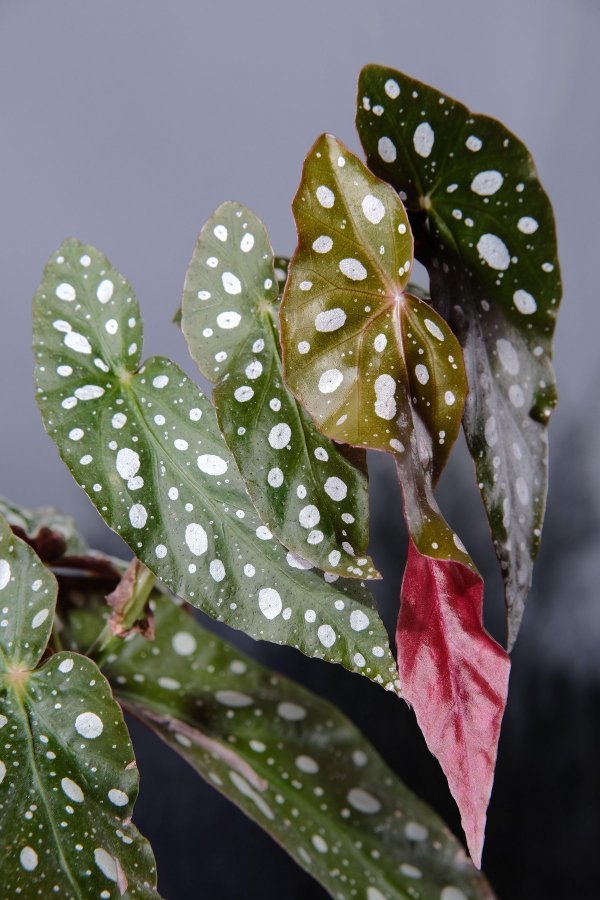 Begonia Maculata