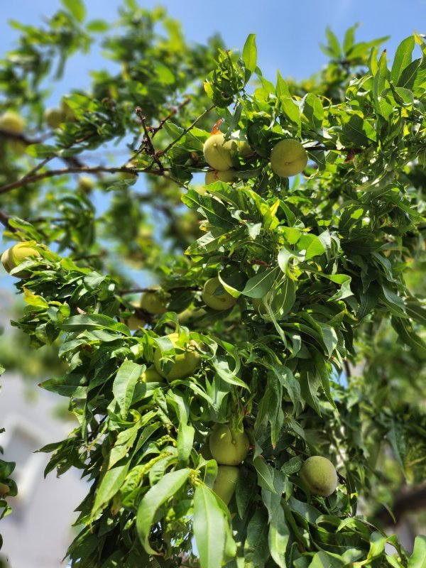 Samsung Galaxy Z Flip4 primjeri fotografija