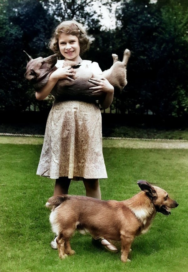 Većina kraljičinih korgija potomci su njezinog prvog ljubimca Susan koju je dobila za 18. rođendan 1944. godine 