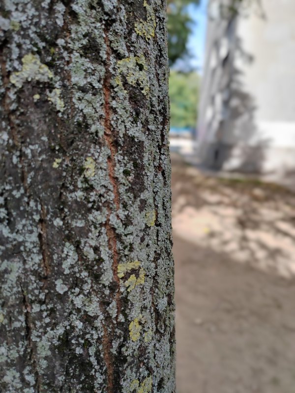 Honor 70 primjeri fotografija