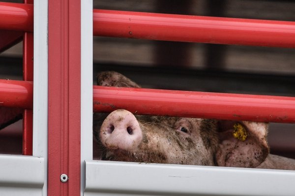 Afrička svinjska kuga se vratila u Hrvatsku, dijagnosticiran prvi slučaj u 2026.