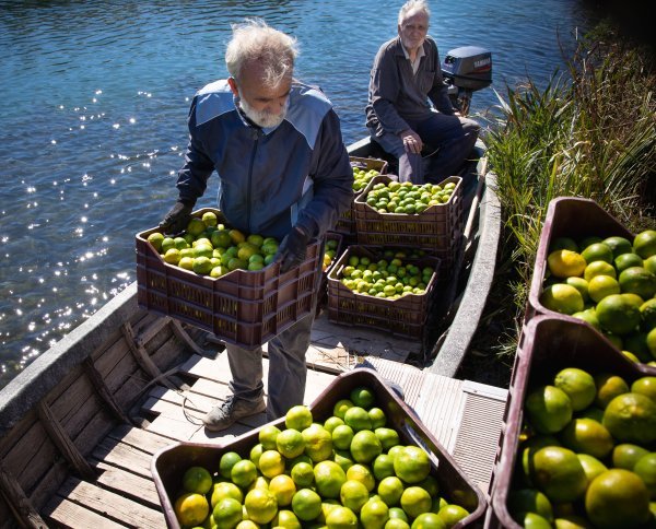 Berba mandarina u dolini Neretve