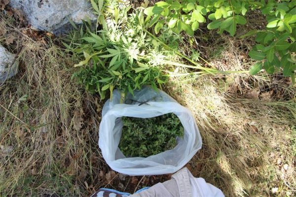 Plantaža kod Makarske