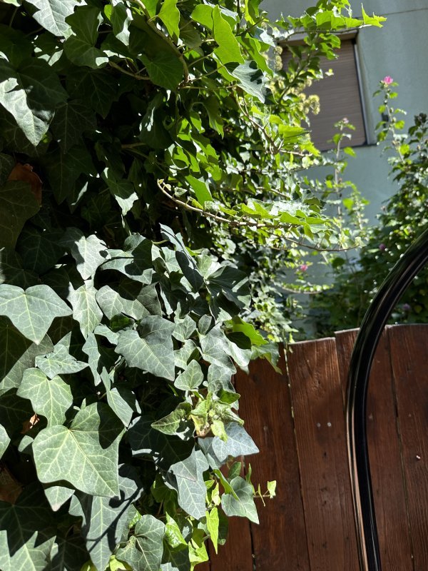 iPhone 14 Pro Max primjeri fotografija