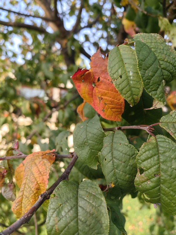 Huawei Mate 50 Pro primjeri fotografija