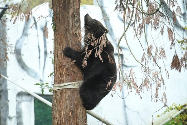 Novi medvjedi u ZOO-u