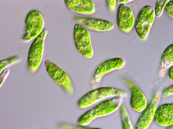 Mikroalge se uzgajaju u tvornici i kombiniraju s masnoćom za kuhanje