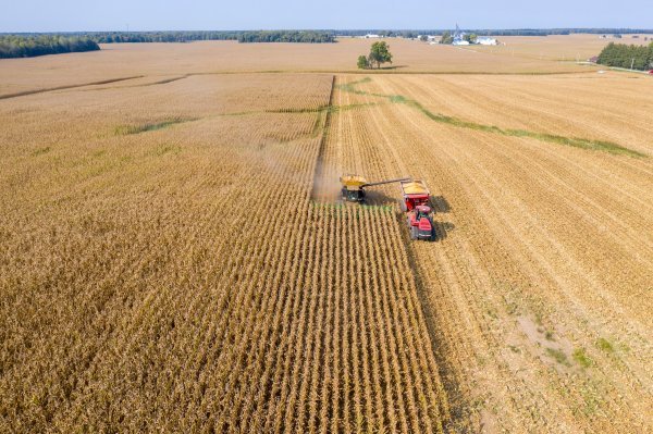 Žetva kukuruza - ilustracija