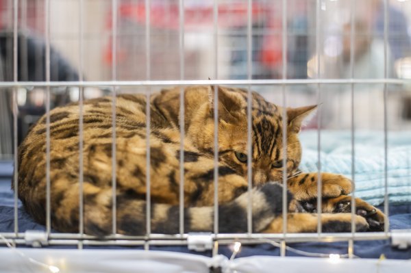 Izlozba mačaka u centru King Cross
