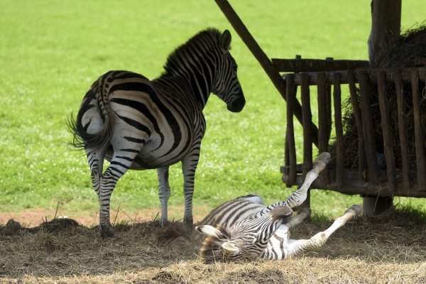 Životinje na Brijunima