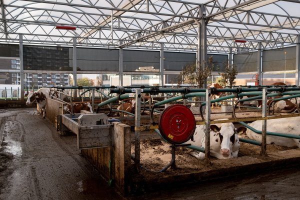 Plutajuća mliječna farma u Rotterdamu