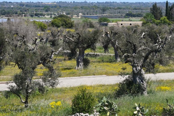Bolest maslina u Italiji