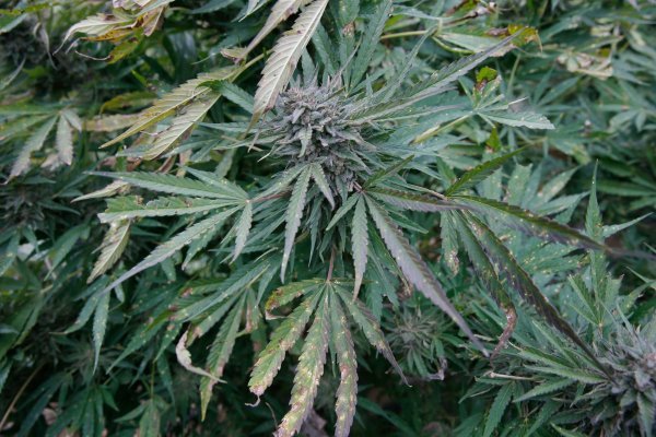 Industrijska konoplja