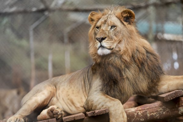 Lav u parku prirode u Nairobiju