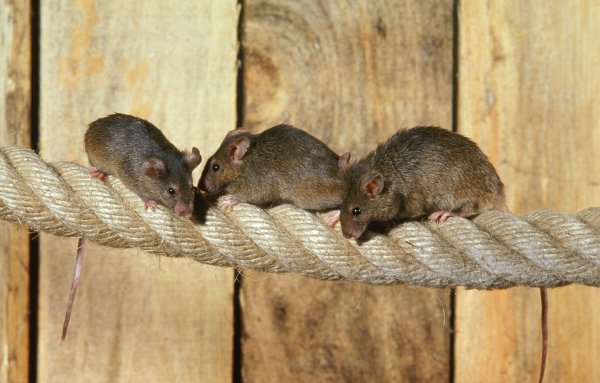 Hantavirus se širi kontaktom s izlučevinama zaraženih glodavaca