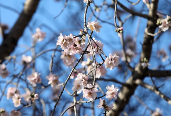 Procvalo stablo bagrema u Šibeniku