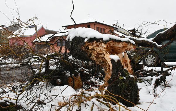 Stabla pala na prometnice u Slavonskom Brodu
