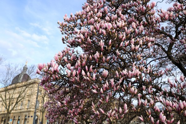 Pripremite mobitele, procvale magnolije na Tomislavcu