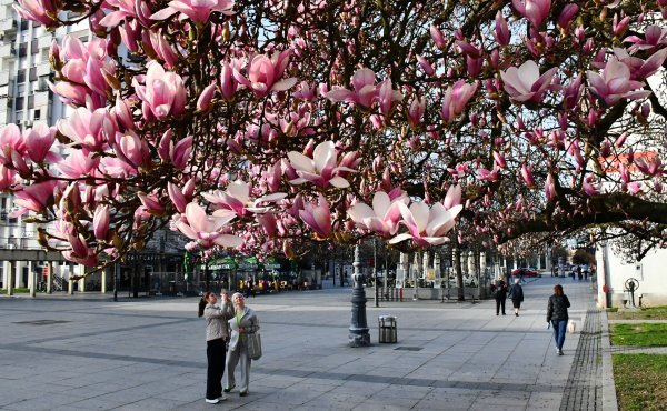 Procvjetala magnolija u Slavonskom Brodu