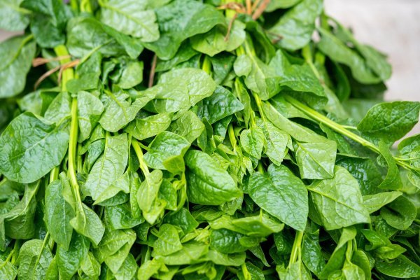 Vitamin K1 u obilju pronalazimo u uobičajenim namirnicama poput zelenih grahorica i salate