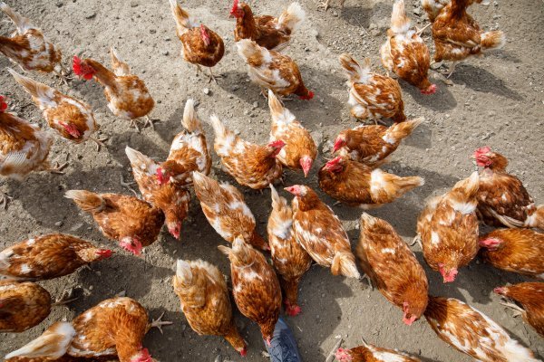 Farma koka nesilica Agro-klastera Vukovarsko-srijemske županije u Soljanima