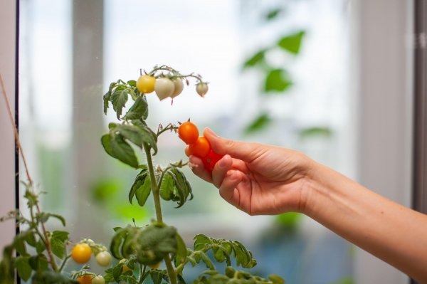 Cherry rajčice vrlo su jednostavne za uzgoj