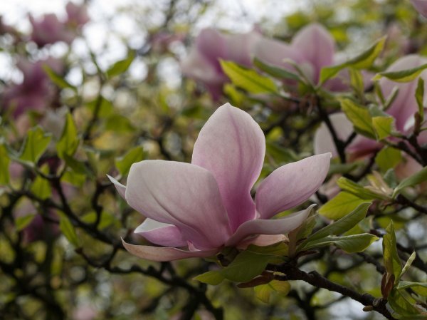 Magnolija