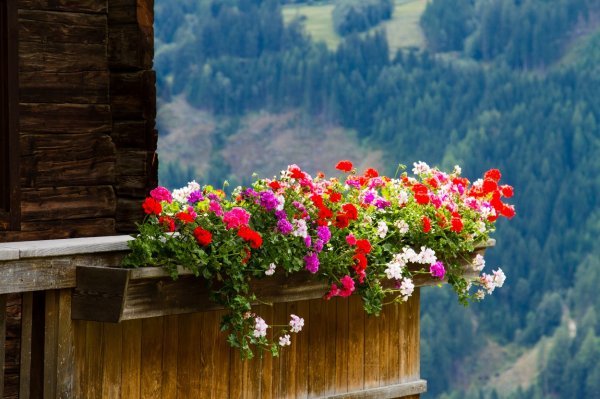 Najzahvalnije cvijeće za sadnju na balkonu jest ono koje je naviklo na nalete vjetra 