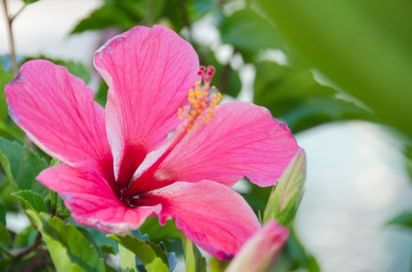 Vrtni hibiskus